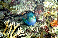 IMG_0839rf_Maldives_Madoogali_Plongee 7_House reef_Poisson perroquet